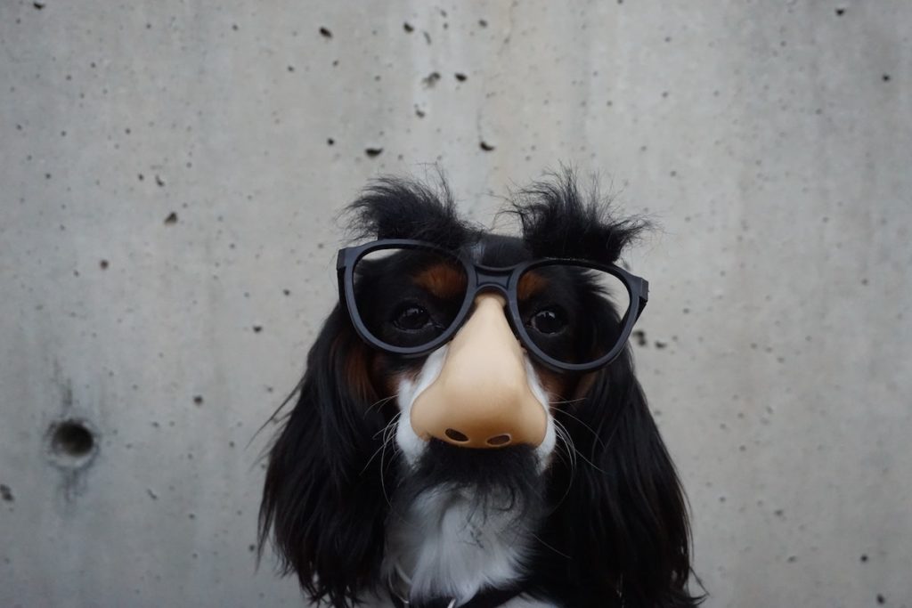 Not taking it all too seriously - dog in comedy specs