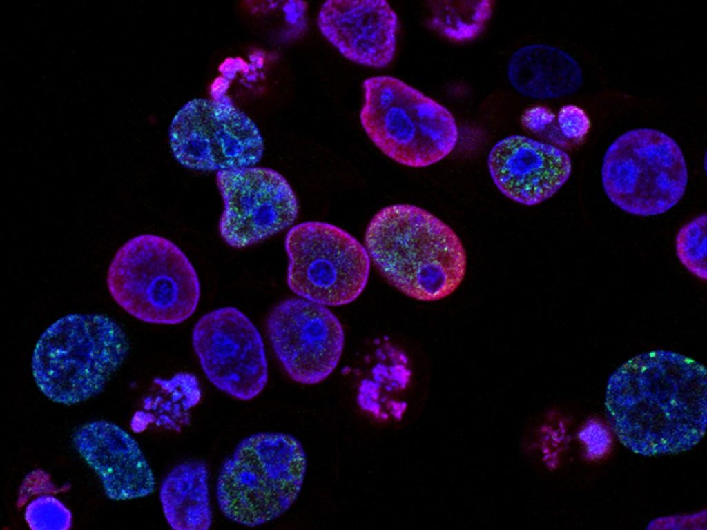 preventative health testing cells under a microscope