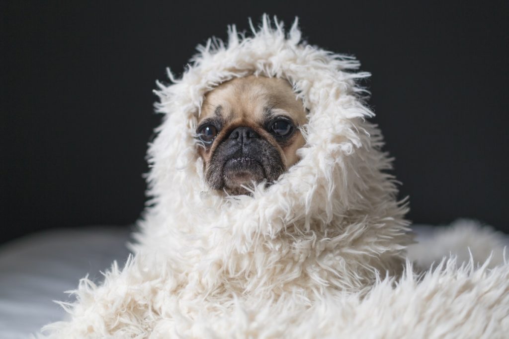 Blue Monday sad pug dog sat in a blanket