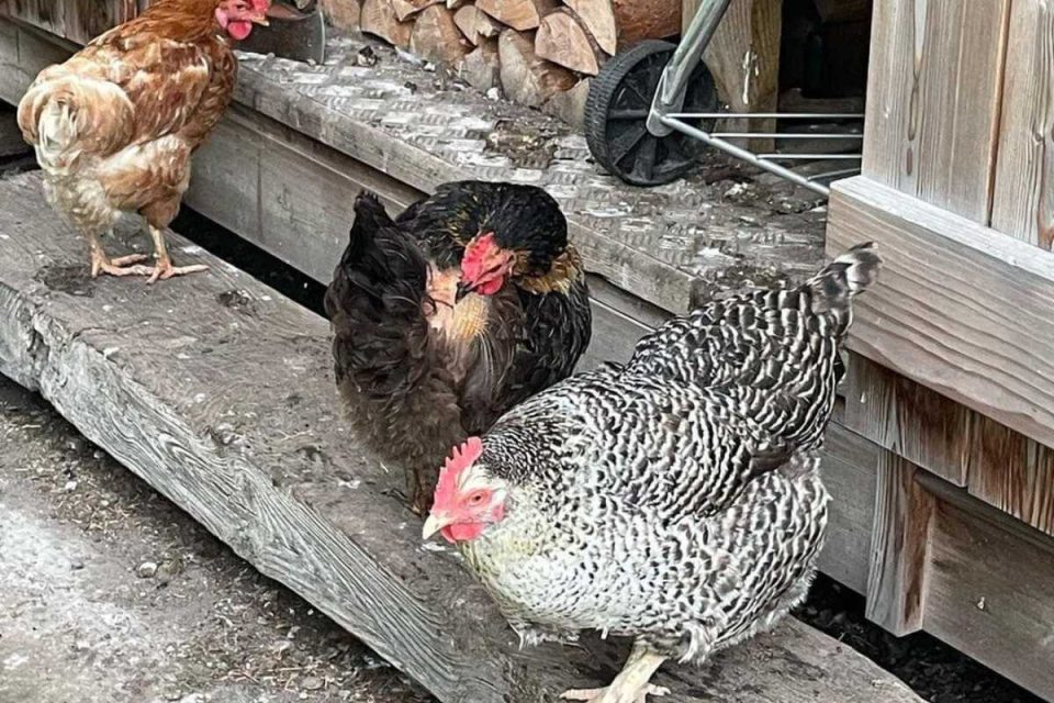 Connectedness for health - image shows three chickens in a coop at Lynbreck Croft by Bodyshot Perfformance.
