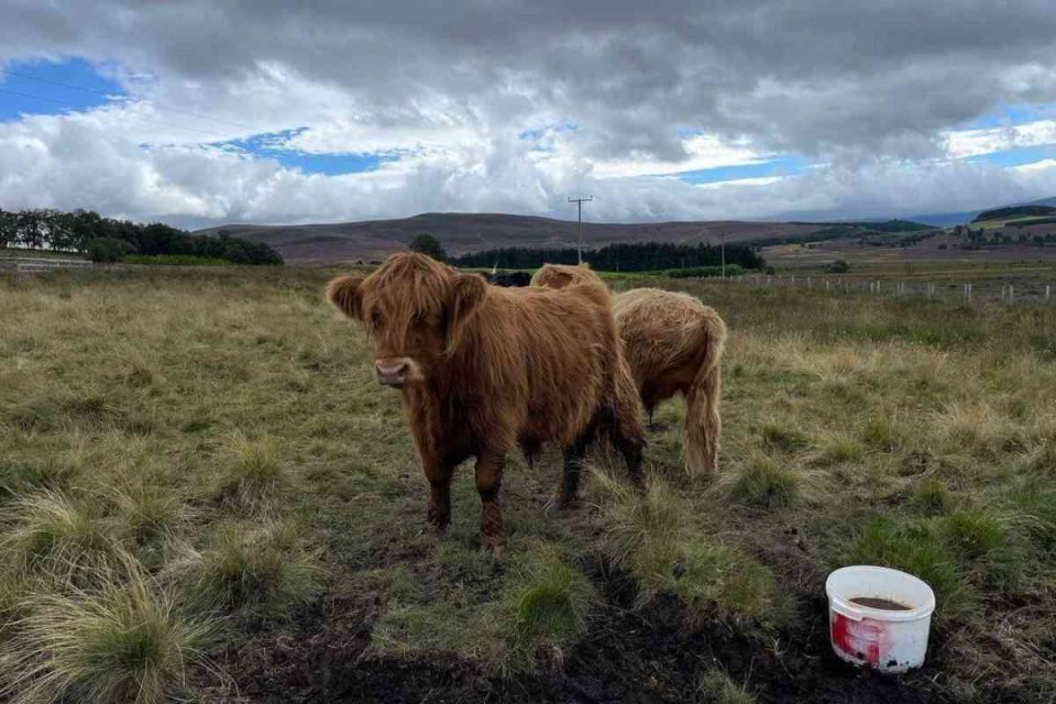 highland cows at Lynbreck Croft - the power of small changes by Bodyshot Performance